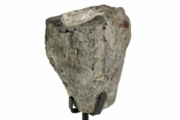Fossil Theropod Metatarsal Section w/ Metal Stand - Colorado #383257